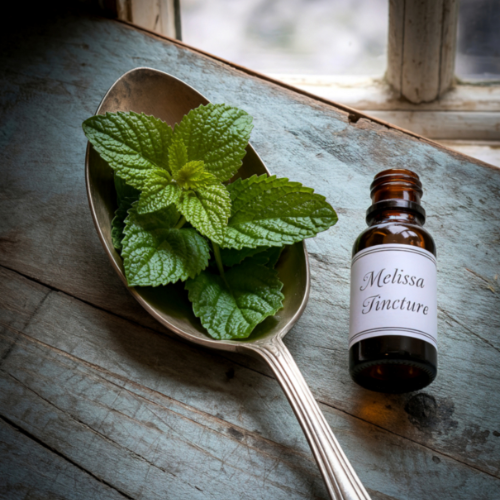 atelier plantes Rennes Bretagne